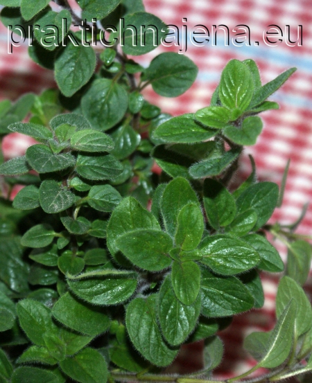 c19239c5413540b5ee1f19187e11115e_XL