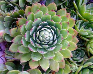 sreshtu-vuzpalenie-na-uhoto-mazoli-ili-gnoini-rani-izpolzvaite-lista-ot-debelec