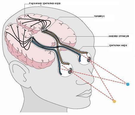 мозък зрение